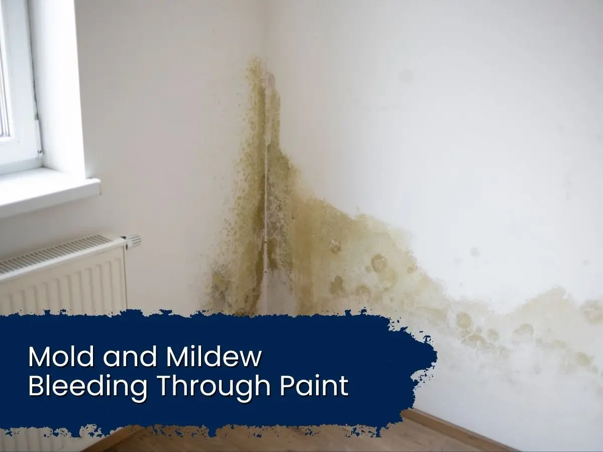 Dark green and black mold spots bleeding through a light-colored painted wall.

